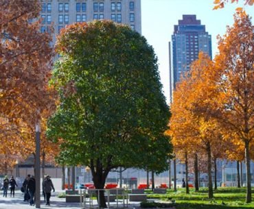 A Tree Survives the 9/11 Attacks