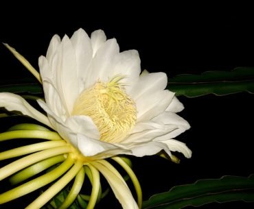 The Dragon Fruit Flower and a Recovery Journey The Dragon Fruit Flower and a Recovery Journey