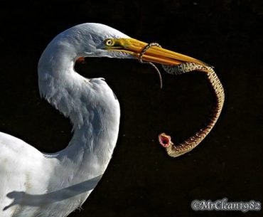 God Is Alive And Well And Living In The Florida Everglades - By Kenny P.