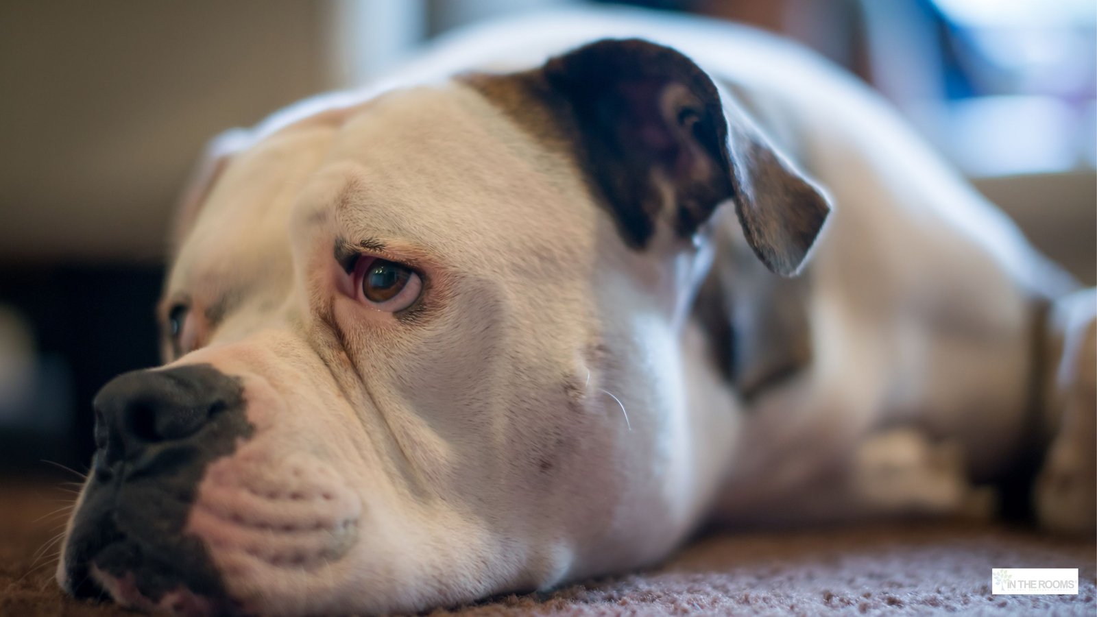 Dog lying quietly on the floor with a calm, slightly bored expression, symbolizing stillness in recovery.
