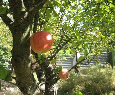 A Future Because of NA