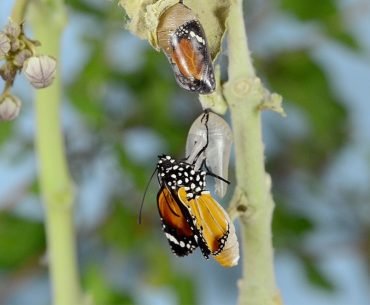 Transitions in Captivity: The Stages of Change