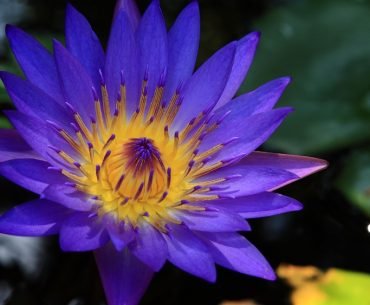 The Seven Chakras: Crown Chakra