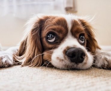 The Power of Pets for your Mental Health
