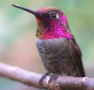 Dawn Chorus - By Dave Rose (musical piece)