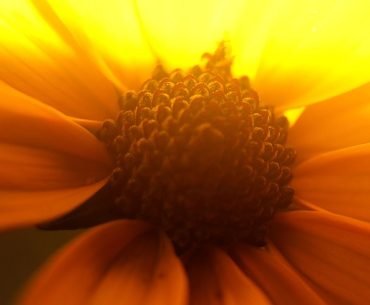 The Seven Chakras: Solar Plexus Chakra
