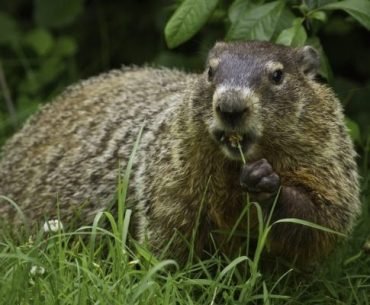 Groundhog Day: The Same Actions, The Same Results - By Jackie Stein