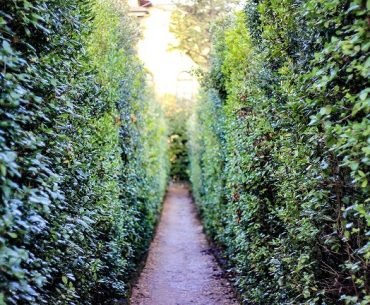 The Tangled Labyrinth of a Chaotic Childhood - Kyczy Hawk