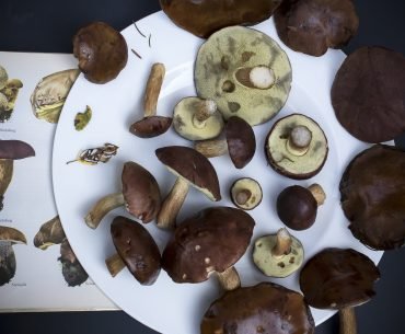 The Results of Incorporating Medicinal Mushrooms for My Health