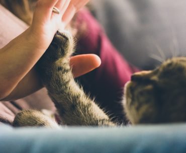 How Your Pet Powers Your Recovery