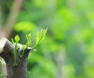 The Quiet Miracle of Becoming Alive Again