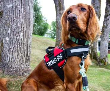 How to Find Accommodation That Welcomes Your Therapy Animal