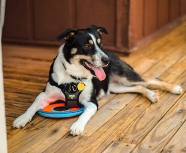 4 Things You Should Know About Animal-Assisted Therapy