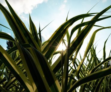 Daily Reflections: STEPPING INTO THE SUNLIGHT Daily Reflections: STEPPING INTO THE SUNLIGHT