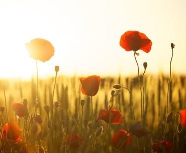 Summers End - By Denise M.